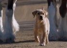 Budwesier_Puppy-1 Budwesier_Puppy-1