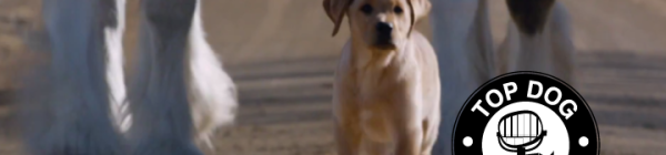 Budweiser Blows Up the Beer Category With Puppies and Microsoft Wows With High Scores