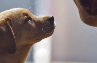 Ace Scores for YouTube’s Ads Leaderboard January 2014