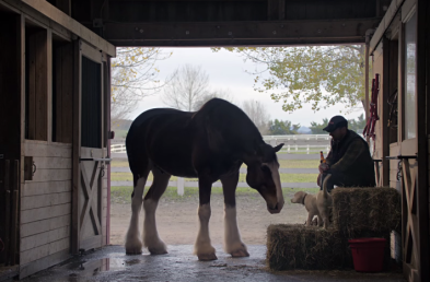 Top Ads of Q1 Feature Animals, Empowerment and Love