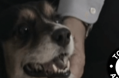 Purina Earns Top Dog of the Week