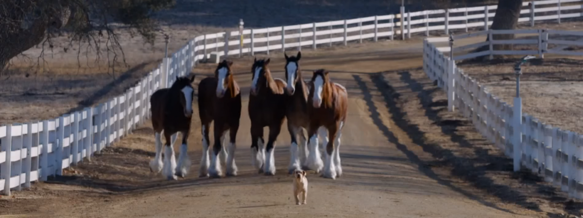 Ace Metrix Announces Top 25 Most Liked Super Bowl Ads of the Past Five Years