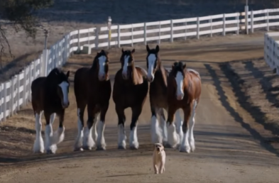 Going for Emotional Impact with Your Super Bowl Ad? Here’s What Worked for Past Advertisers