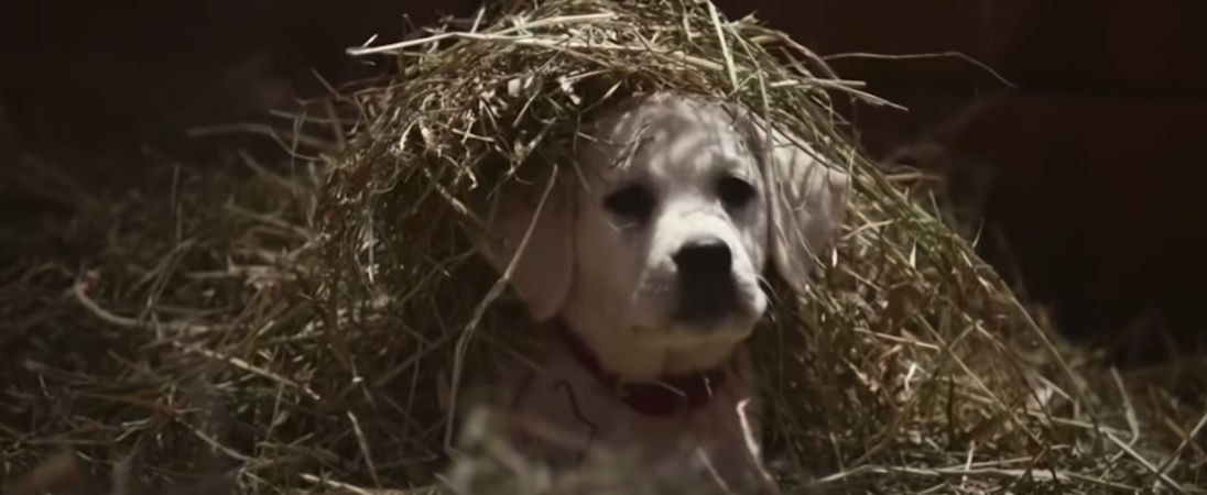 Budweiser’s Best Super Bowl Ads From the Last Decade