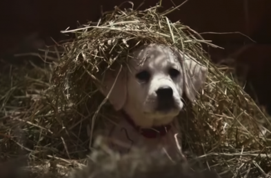 Budweiser’s Best Super Bowl Ads From the Last Decade