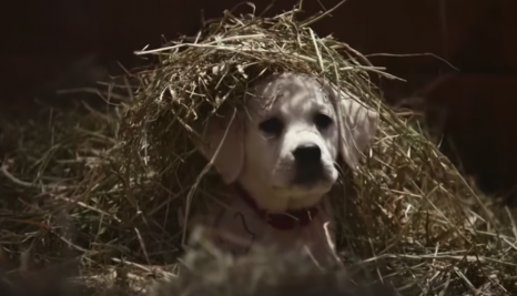 Budweiser’s Best Super Bowl Ads From the Last Decade